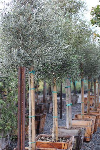 Majestic Beauty Olive